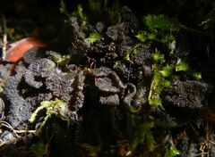 Lathagrium auriforme