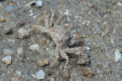 Scopimera longidactyla