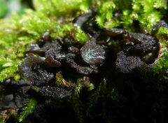 Lathagrium auriforme