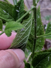 Verbena scabra