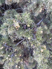 Juniperus oxycedrus