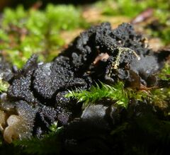 Lathagrium auriforme