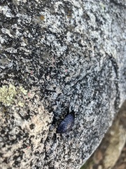 Cypherotylus californicus
