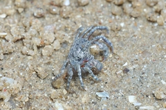 Scopimera longidactyla