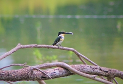 Chloroceryle americana