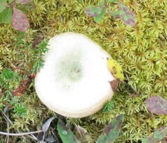 Lactarius pubescens