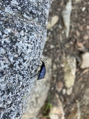 Cypherotylus californicus