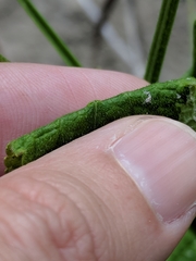 Verbena scabra