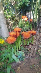 Scadoxus puniceus