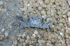 Scopimera longidactyla