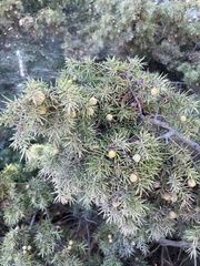 Juniperus oxycedrus