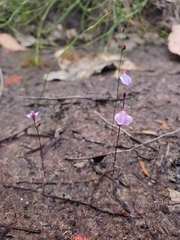 Utricularia lateriflora