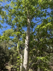 Platanus wrightii