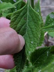 Verbena scabra