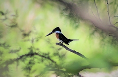 Chloroceryle americana