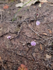 Utricularia lateriflora