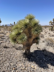 Yucca brevifolia