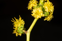 Sonchus laceratus