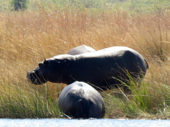 Hippopotamus amphibius