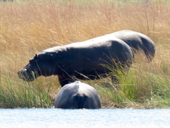Hippopotamus amphibius