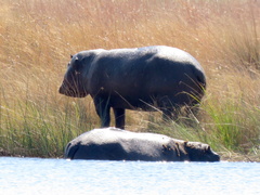 Hippopotamus amphibius