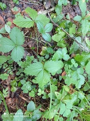 Fragaria vesca