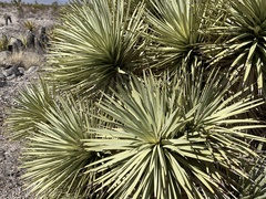 Yucca brevifolia