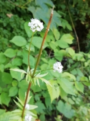 Valeriana officinalis