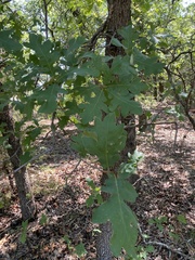 Quercus buckleyi