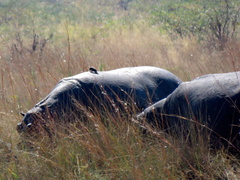 Hippopotamus amphibius
