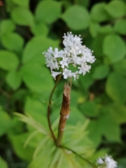 Valeriana officinalis