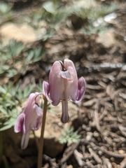 Dicentra pauciflora