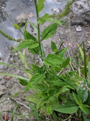 Verbena scabra