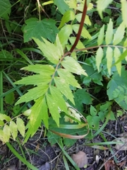 Valeriana officinalis