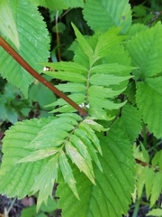 Valeriana officinalis
