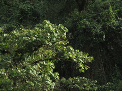 Heliocarpus americanus
