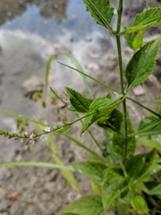 Verbena scabra
