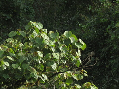 Heliocarpus americanus