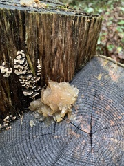 Myxarium nucleatum