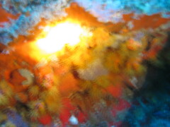 Tubastraea coccinea