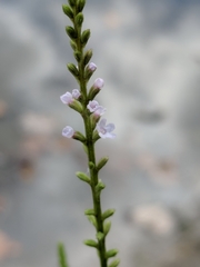 Verbena scabra