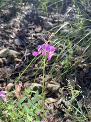 Desmodium batocaulon