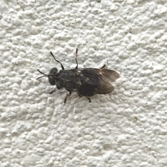 Dicyphoma schaefferi