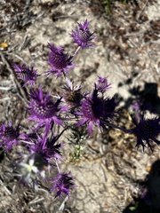 Eryngium leavenworthii