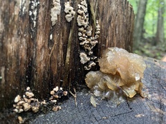 Myxarium nucleatum
