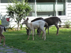 Odocoileus hemionus columbianus