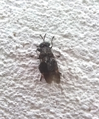 Dicyphoma schaefferi