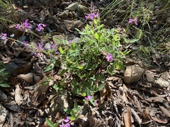 Desmodium batocaulon