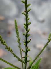 Verbena scabra