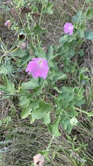 Malva thuringiaca
